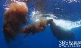 娱乐爆料鲸鱼视频,揭秘娱乐圈最新动态，带你领略明星幕后故事